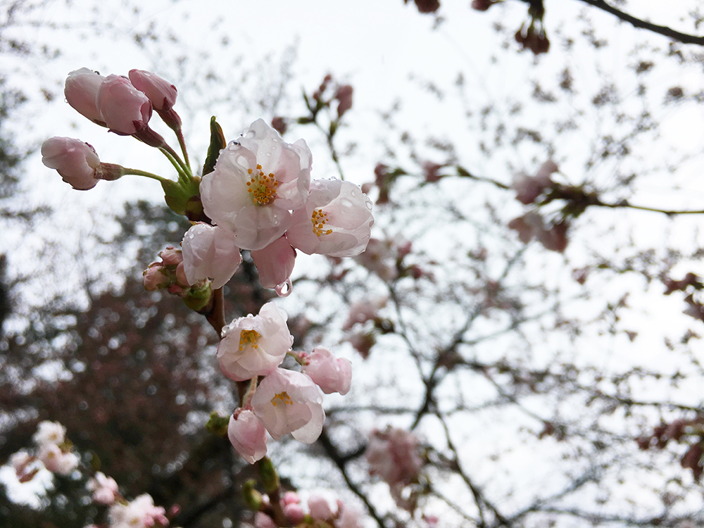 追手門付近の桜の様子