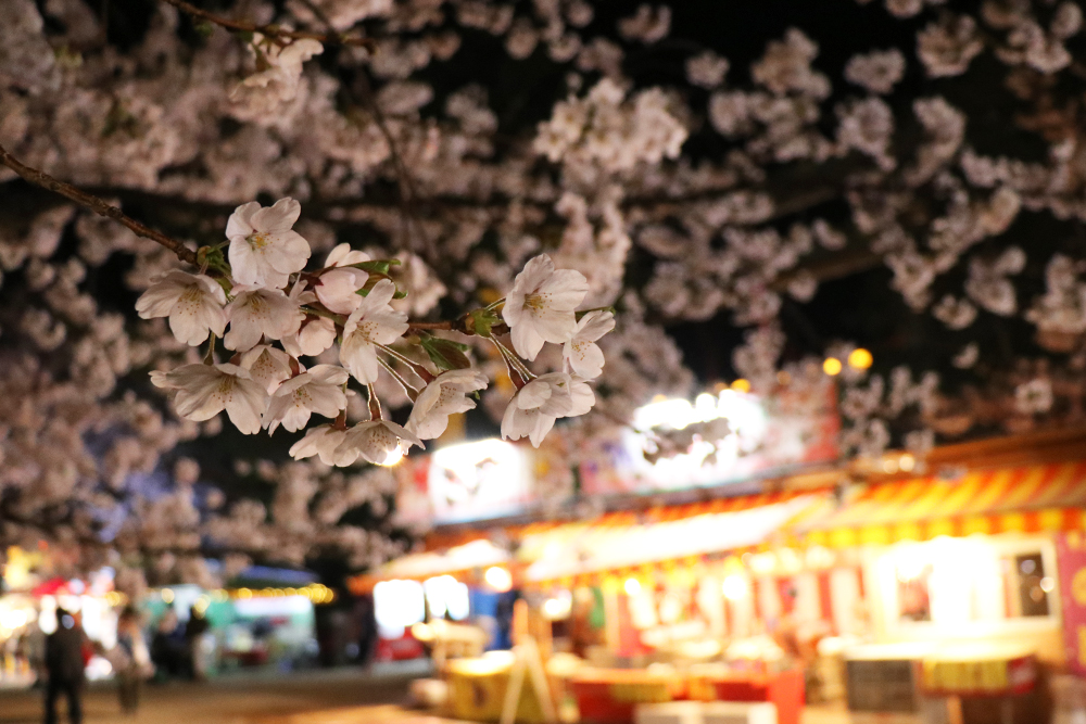弘前公園 夜桜の様子