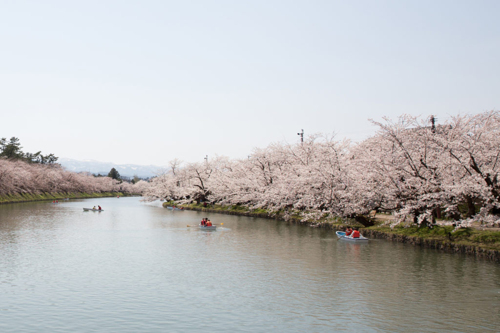 【写真ギャラリー】2017年の弘前さくらまつり - 弘前さくらまつり-Hirosaki Cherry Blossom Festival