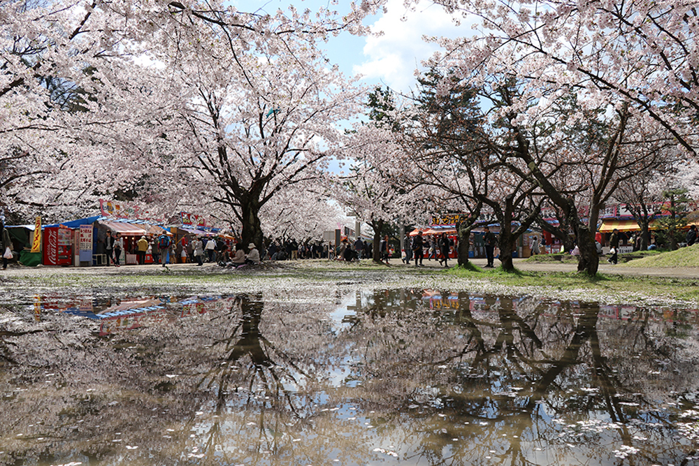 弘前公園　四の丸　演芸場付近の桜