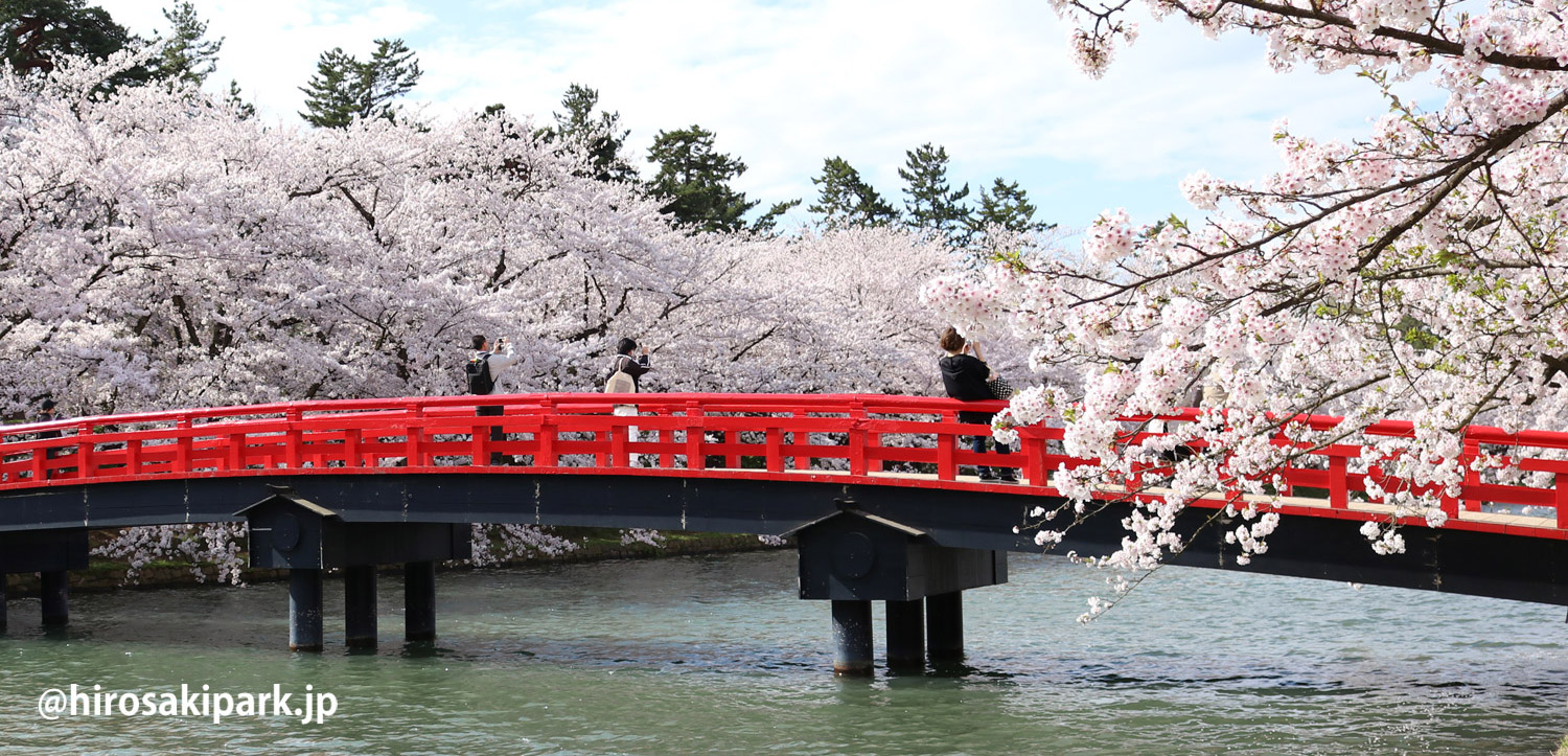 2017年4月28日付 弘前公園さくら情報(第16回)【弘前公園・弘前城 2017年4月28日付 弘前公園さくら情報(第16回)【弘前公園・弘前城
