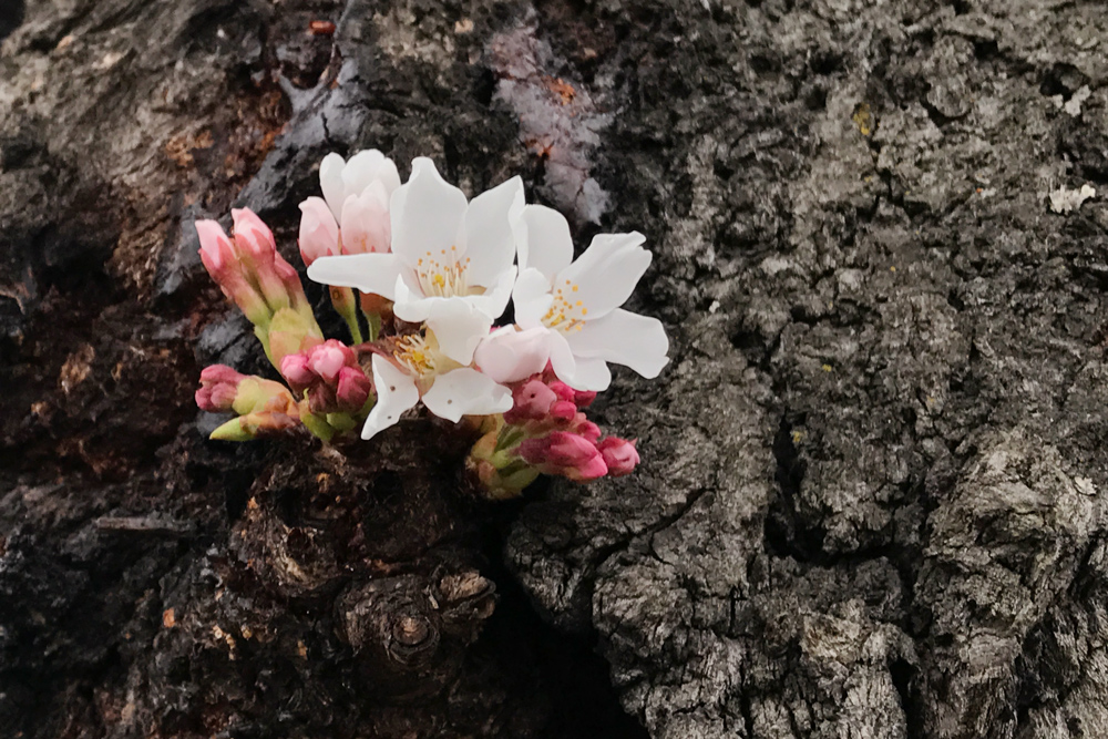 弘前公園　胴吹き桜