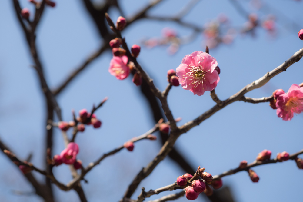 弘前公園 梅の花