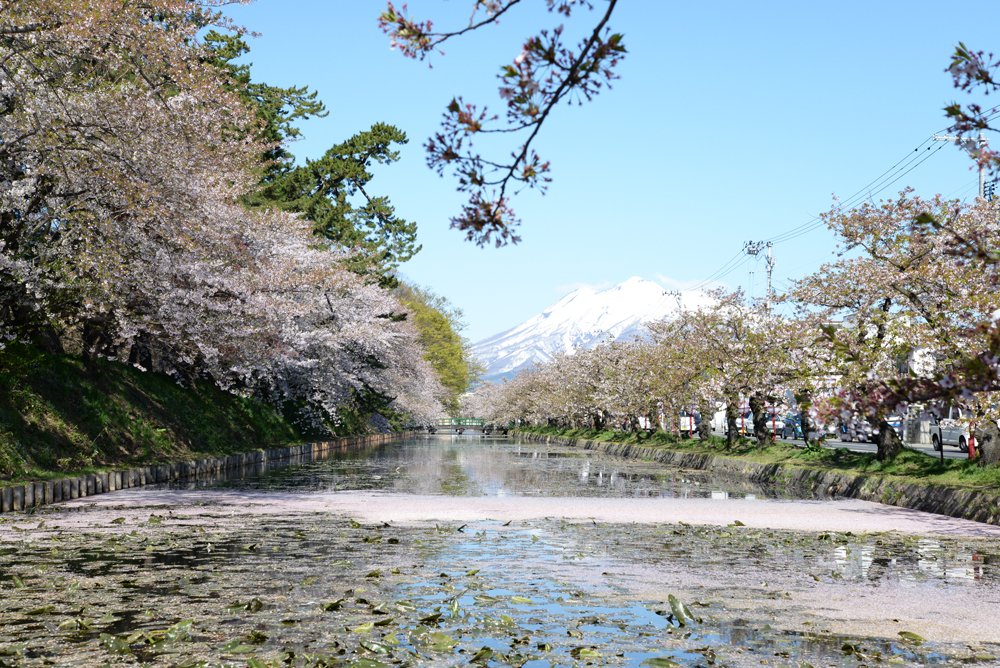 岩木山と外濠の桜の様子（弘前公園）