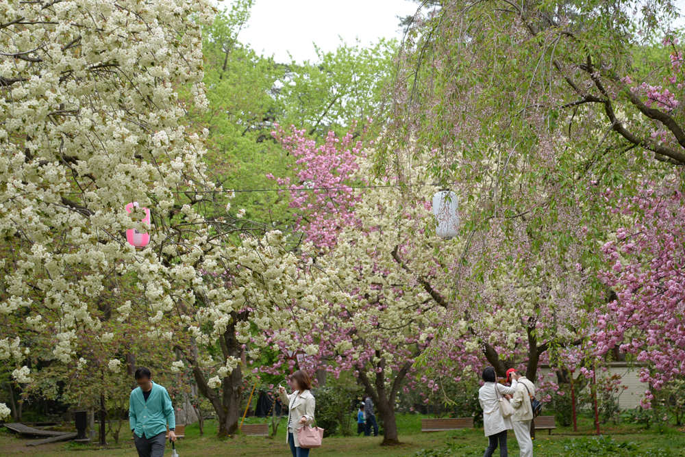 ピクニック広場・遅咲き桜