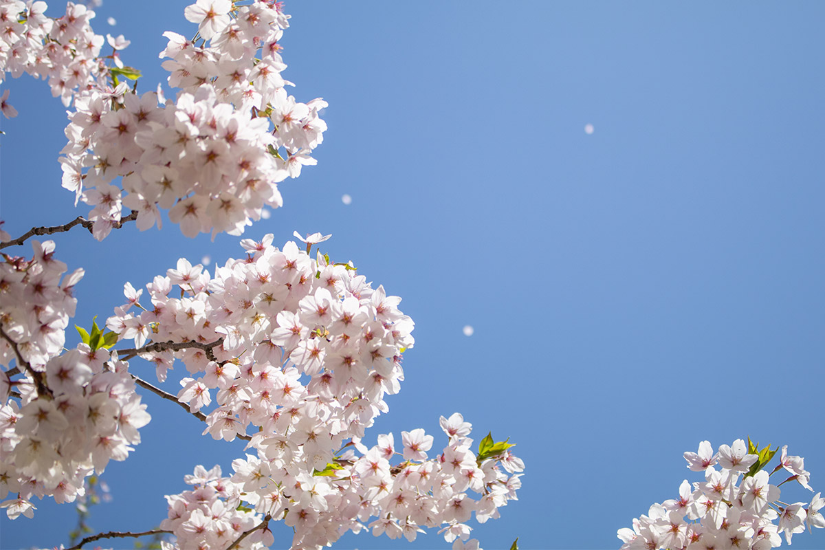 弘前城・弘前公園 桜 開花予想