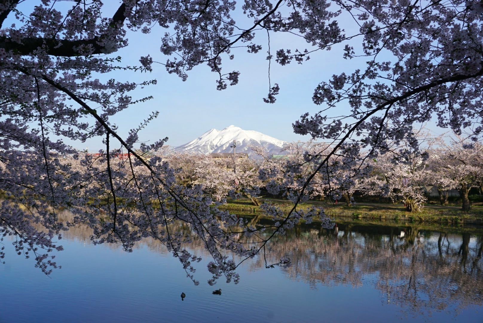 弘前さくらまつり　桜と岩木山