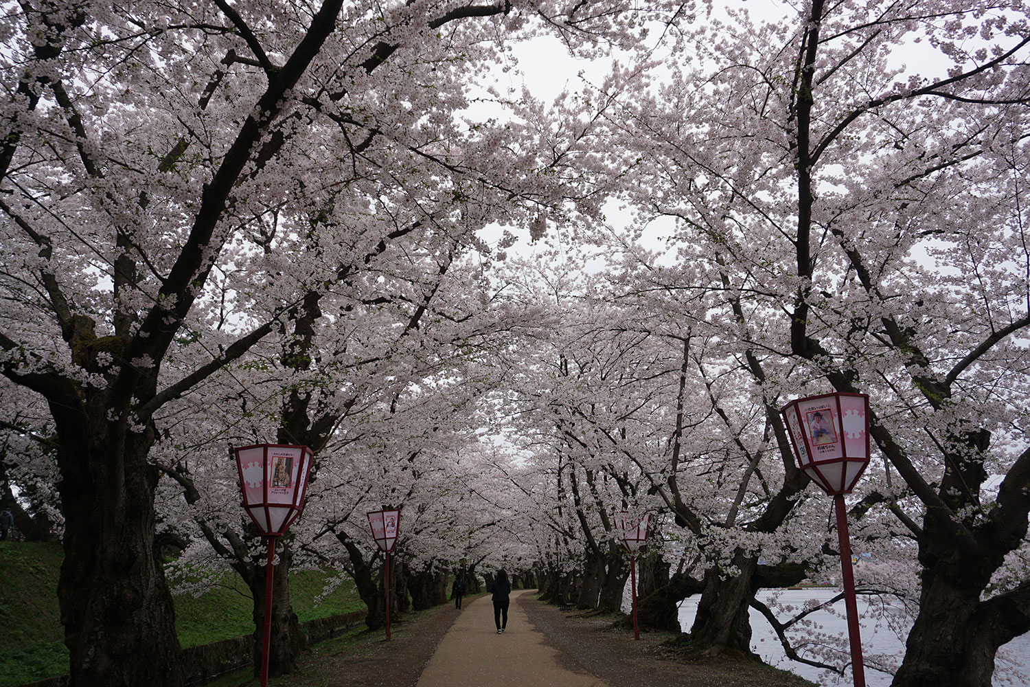 弘前さくらまつり　桜のトンネル