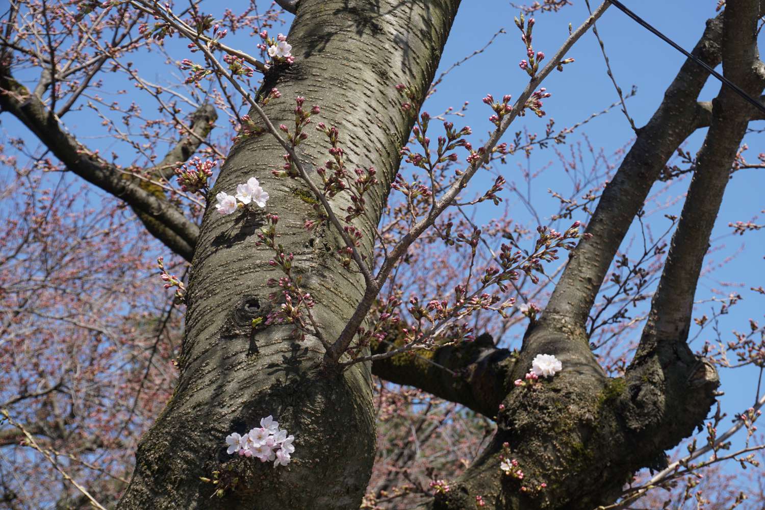 弘前公園　外濠 胴吹き桜