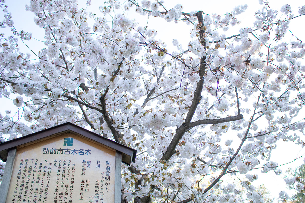 ソメイヨシノだけじゃない Ringomusume彩香と巡る 弘前公園の桜 弘前さくらまつり