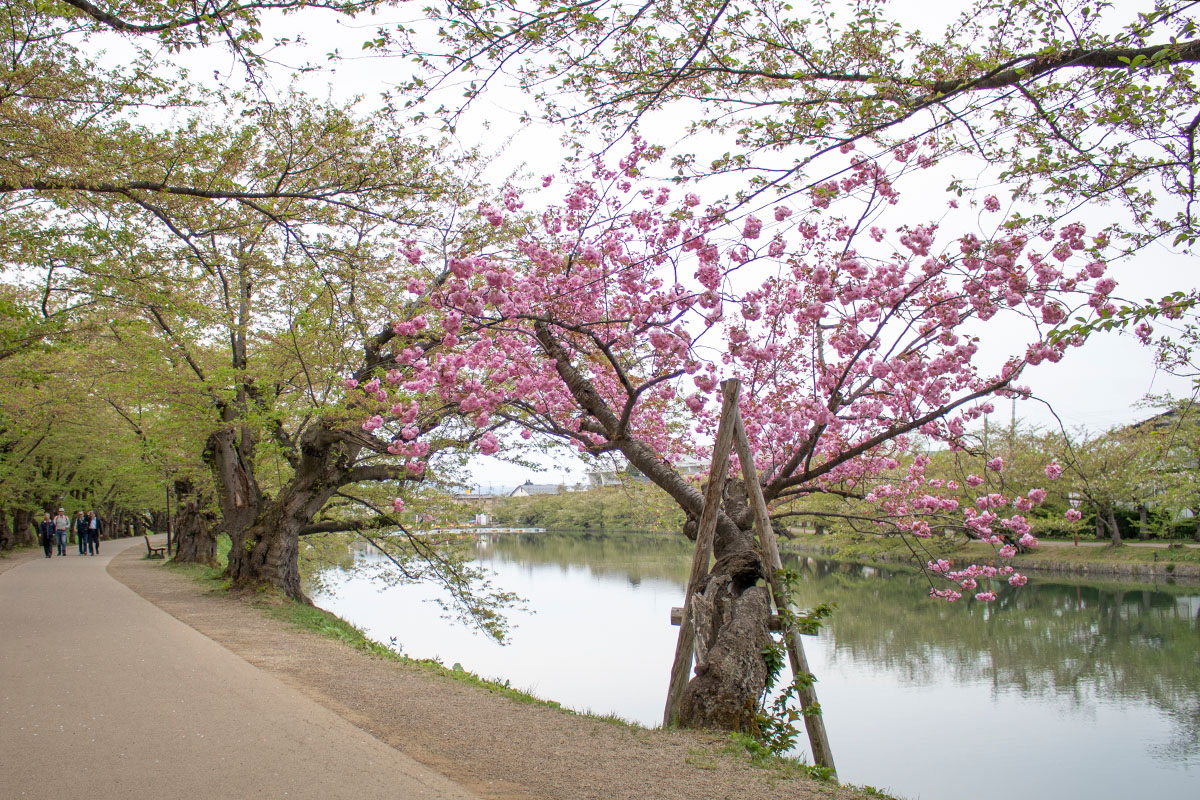 弘前さくらまつり　桜のトンネルの関山