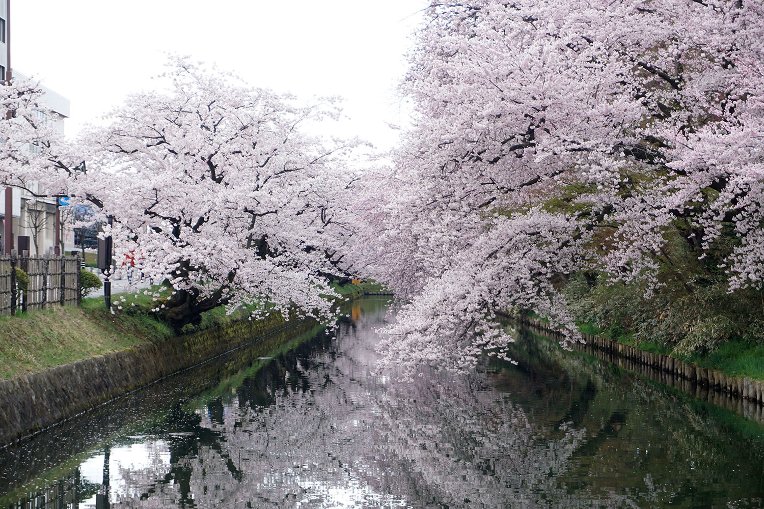 2020年　弘前公園　桜