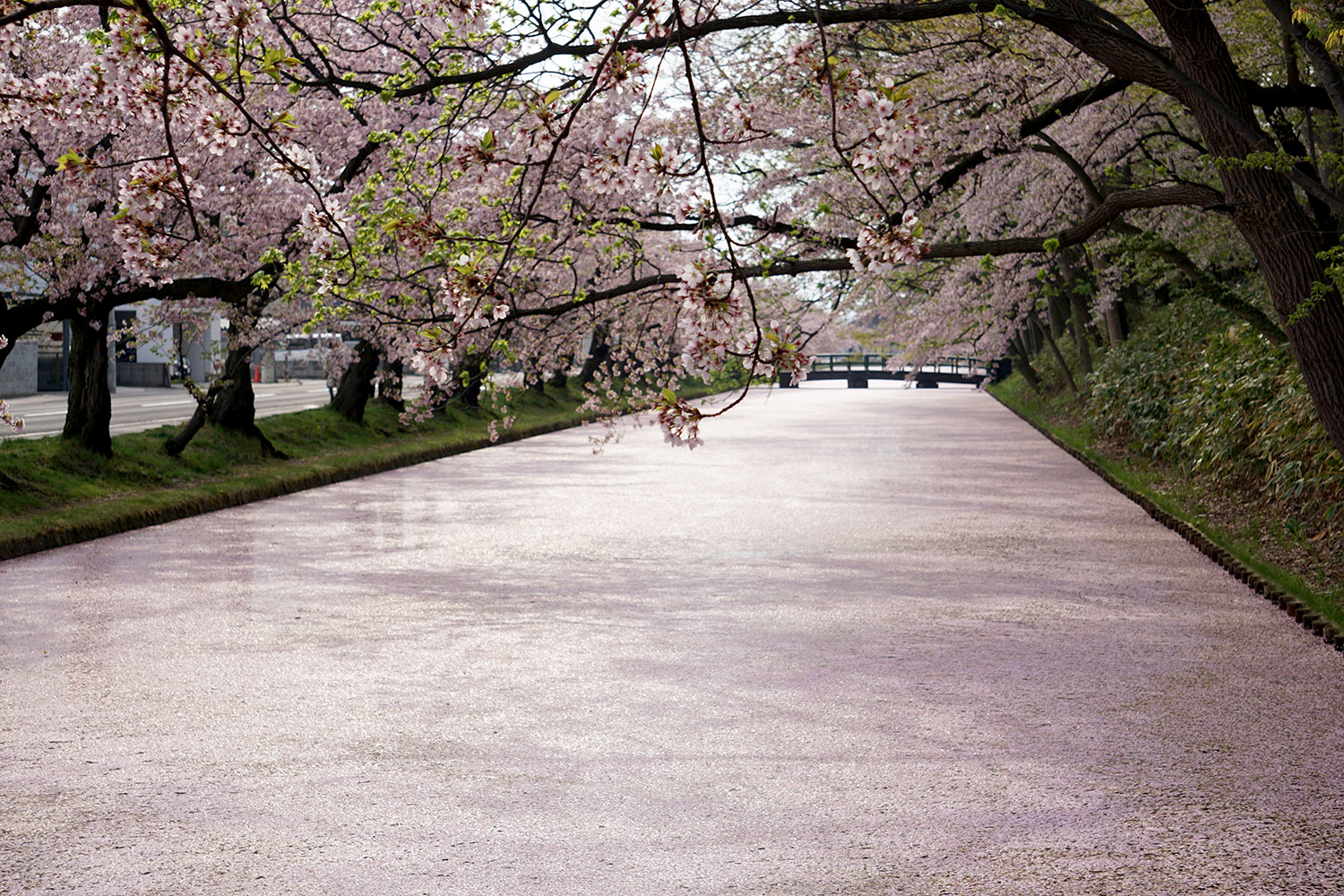 2020年弘前公園の桜 花筏