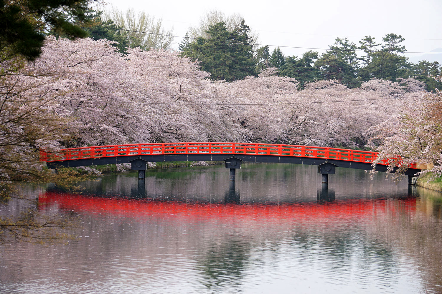 2020年弘前公園の桜 春陽橋
