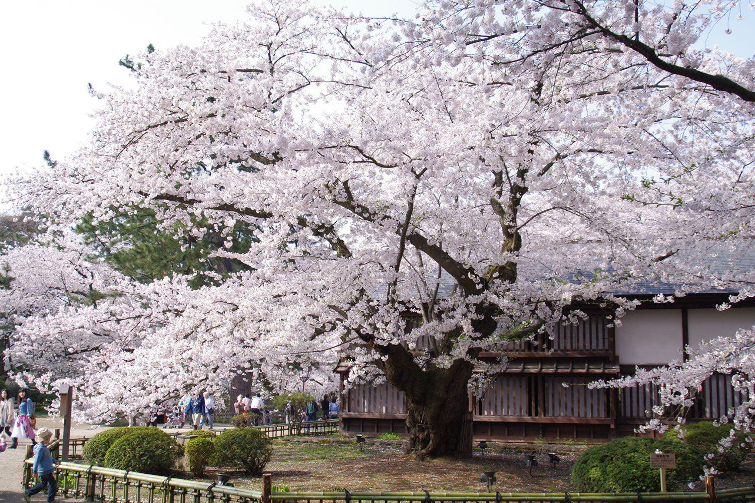 弘前公園最長寿のソメイヨシノ