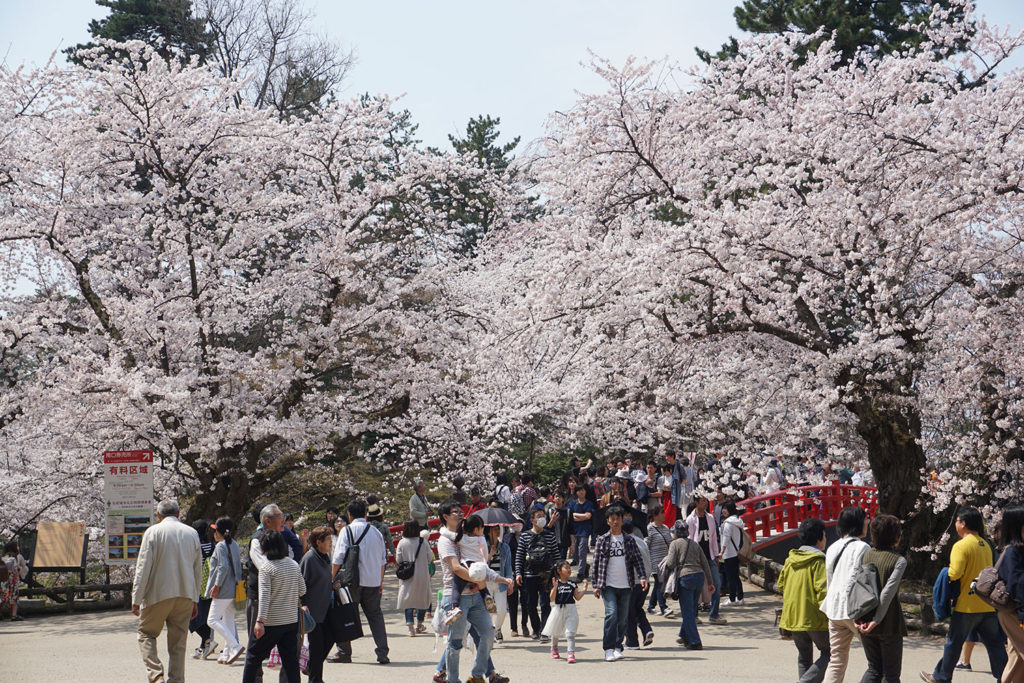 弘前公園(弘前城)の桜情報|開花予想・開花状況 - 弘前さくらまつり-Hirosaki Cherry Blossom Festival