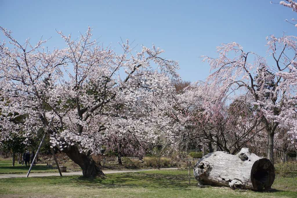 弘前公園(弘前城)の桜おすすめ撮影スポット - 弘前さくらまつり-Hirosaki Cherry Blossom Festival