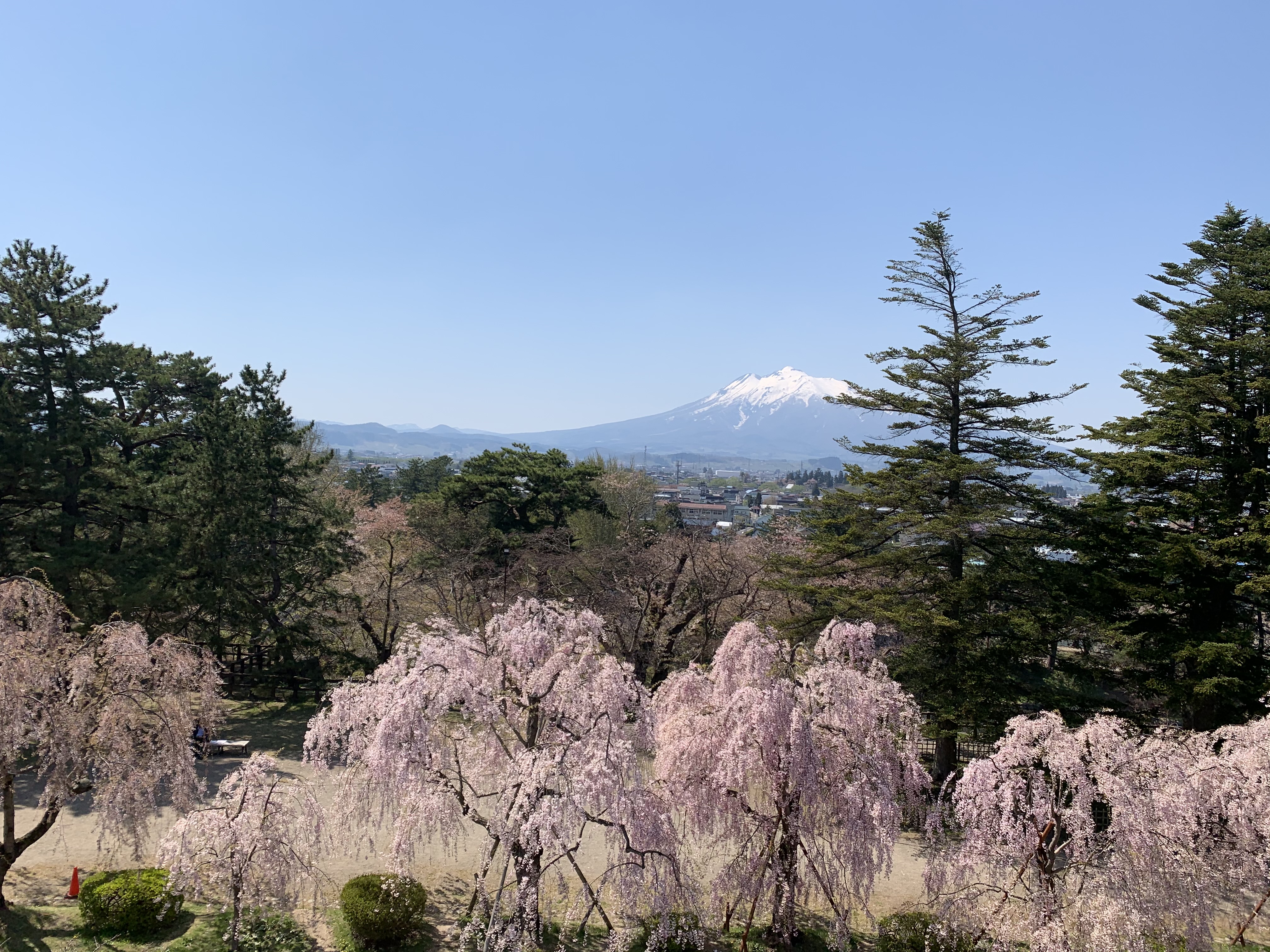 (2021年4月27日撮影)弘前公園　桜