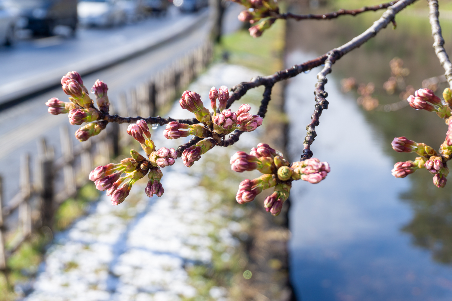 (2021年4月9日撮影)弘前公園外濠の桜