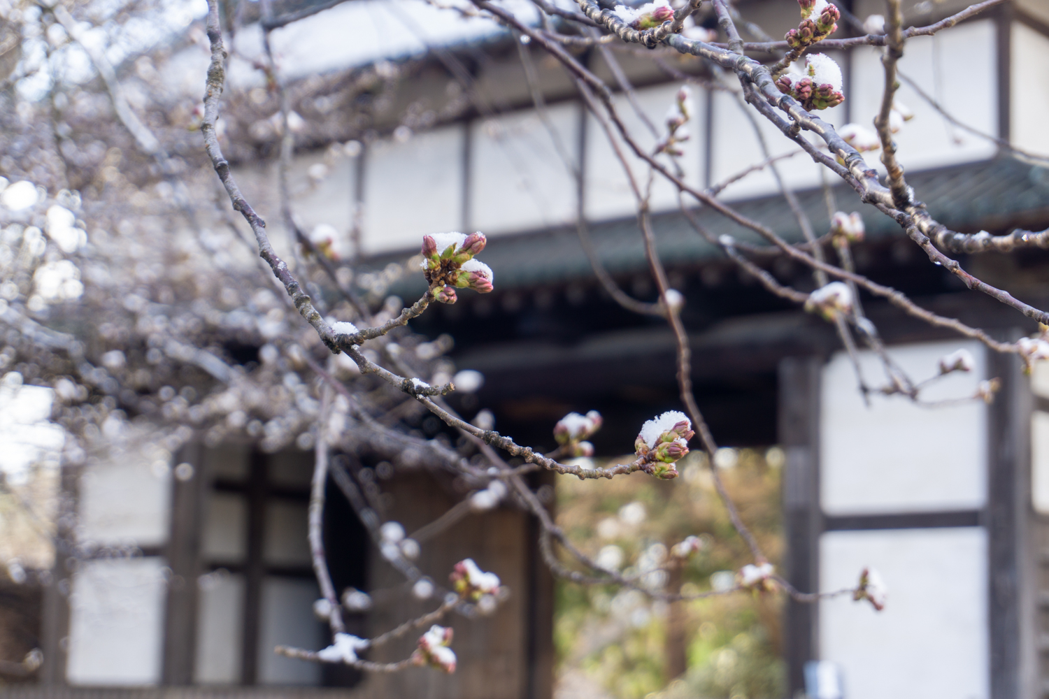 (2021年4月9日撮影)弘前公園　桜