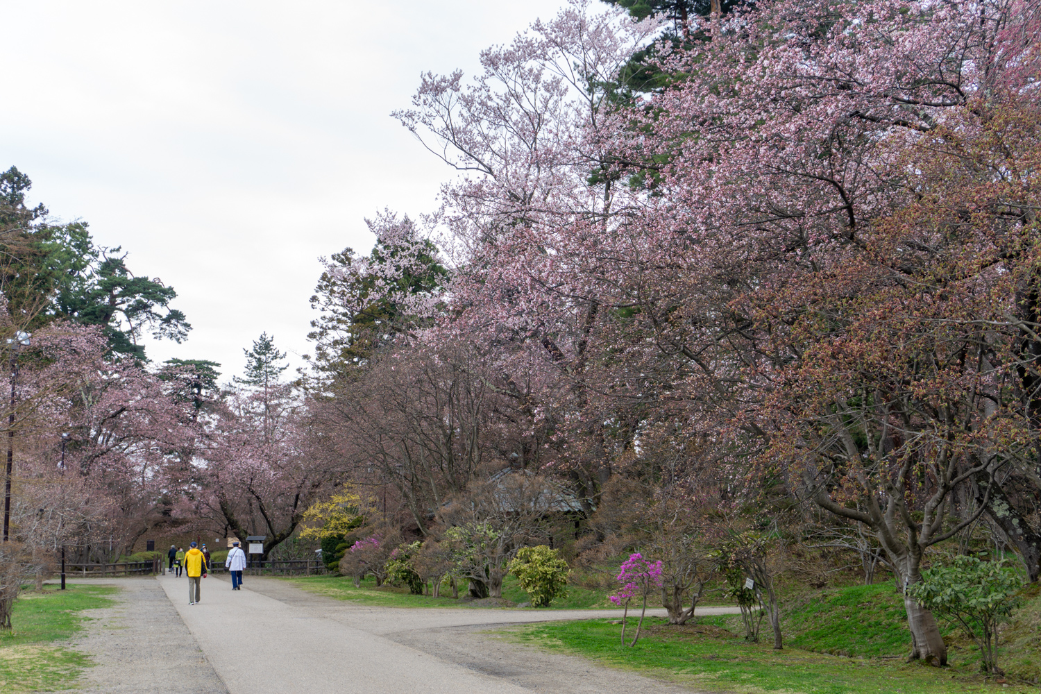 (2021年4月14日撮影)弘前公園　桜