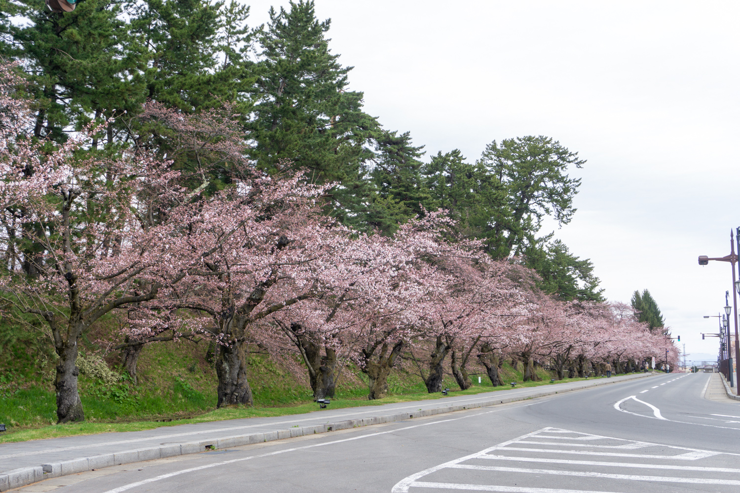 (2021年4月14日撮影)弘前公園外濠の桜