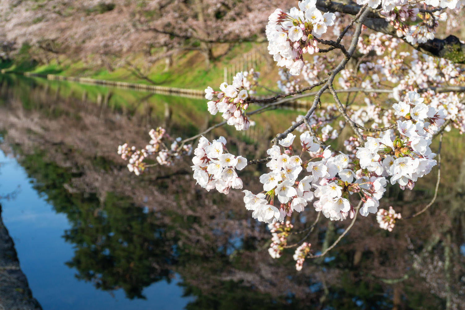 (2021年4月16日撮影)弘前公園外濠の桜