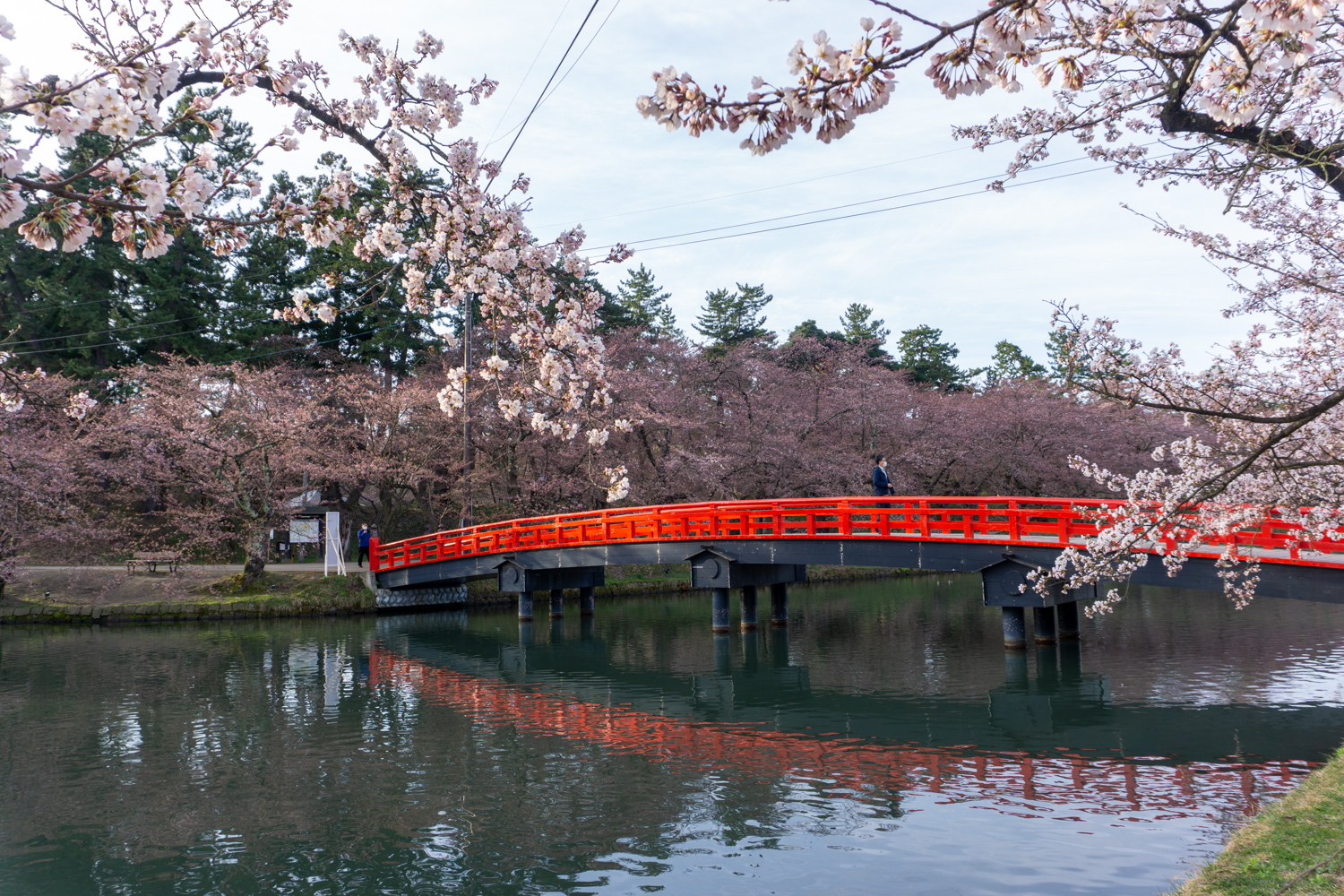 (2021年4月16日撮影)弘前公園　桜