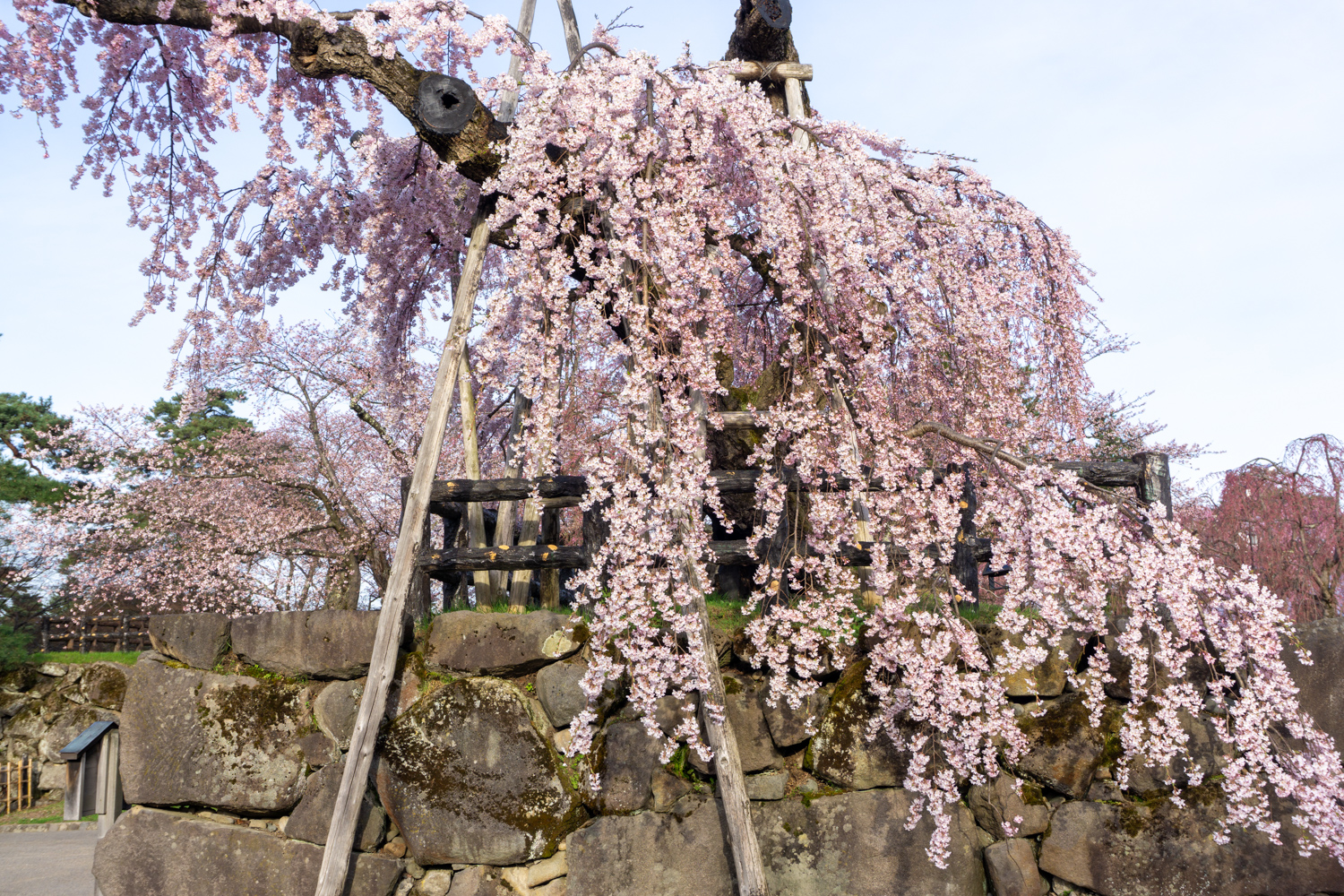 (2021年4月16日撮影)弘前公園　桜
