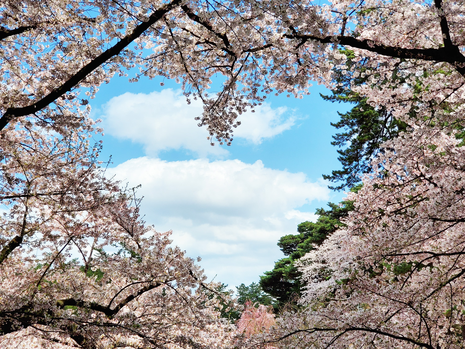(2021年4月19日撮影)弘前公園 桜