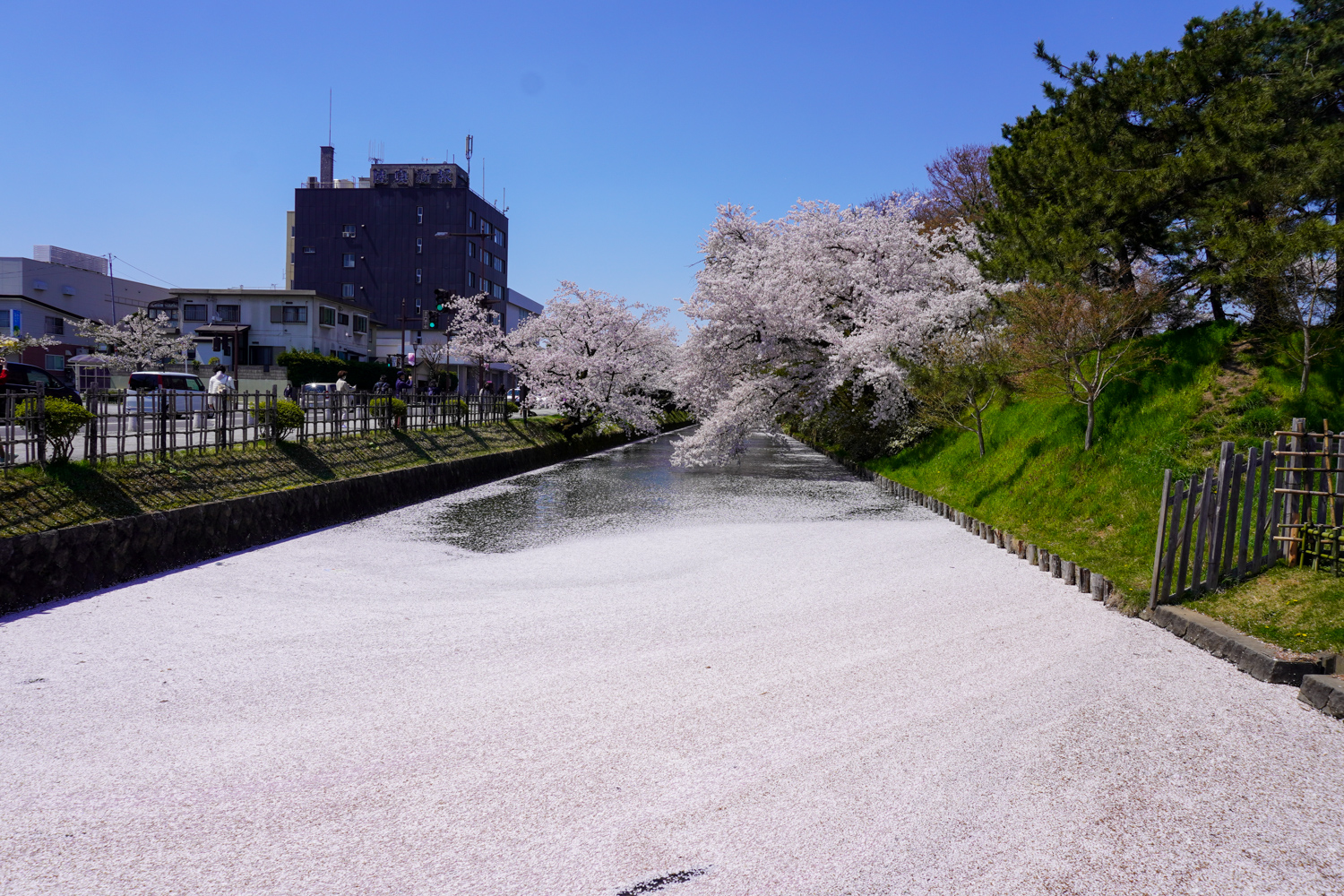 (2021年4月21日撮影)弘前公園　桜