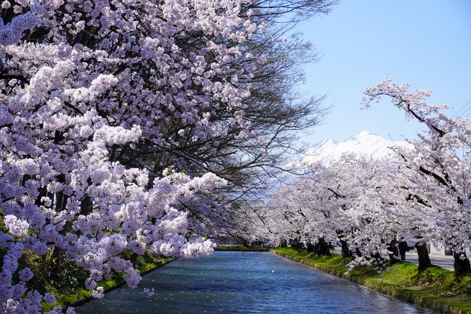(2021年4月21日撮影)弘前公園 桜