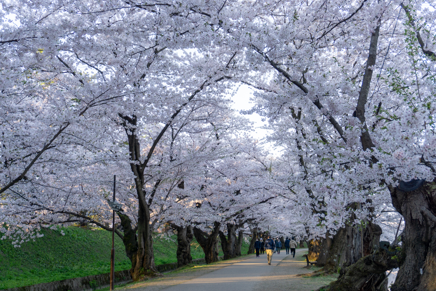 (2021年4月22日撮影)弘前公園　桜