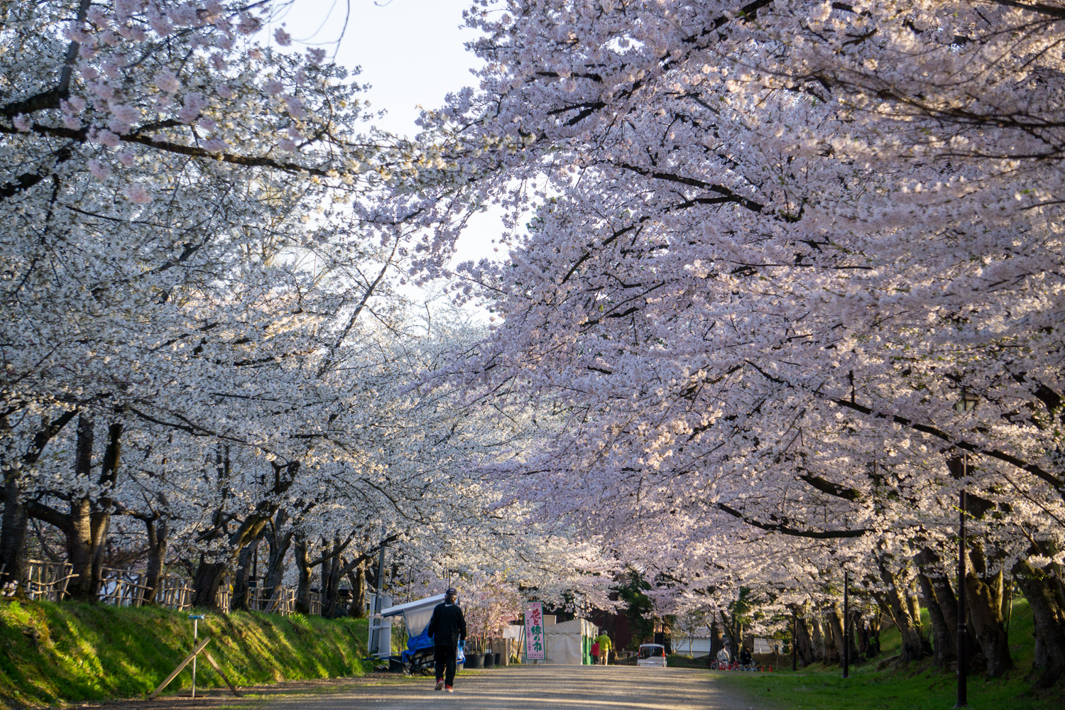 (2021年4月22日撮影)弘前公園 桜