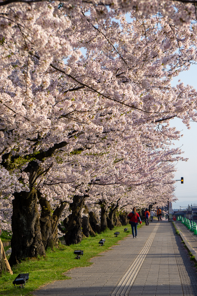 (2021年4月22日撮影)弘前公園　桜