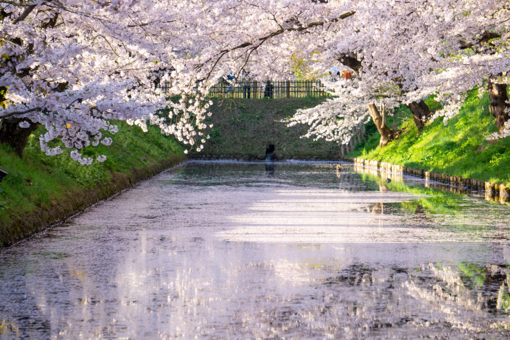 桜まつりの様子 - 弘前さくらまつり