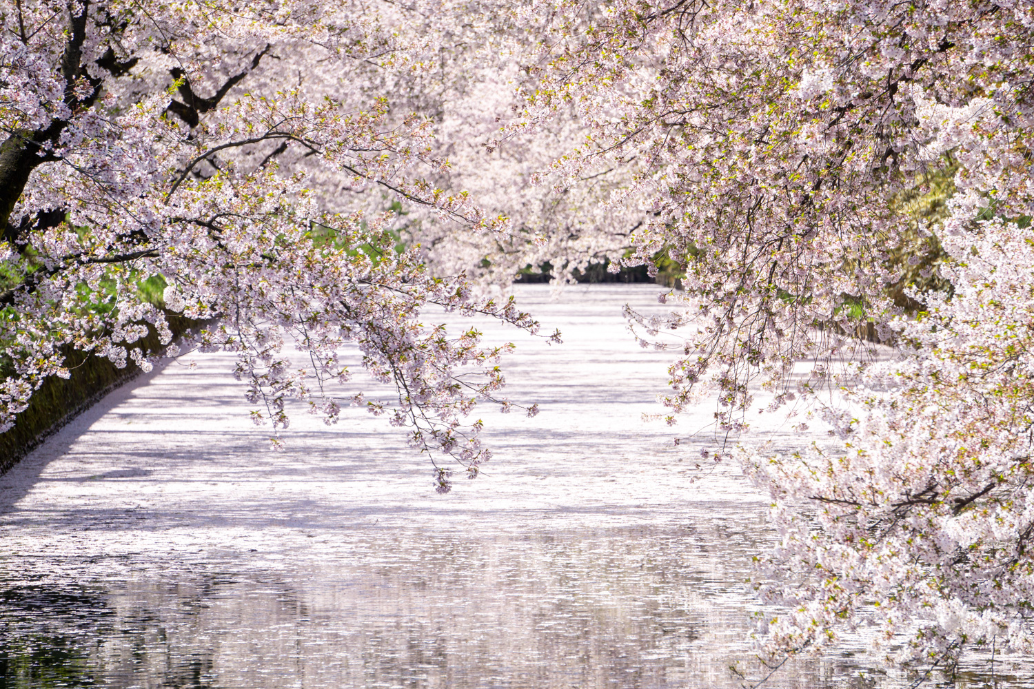 2021年の弘前公園の桜