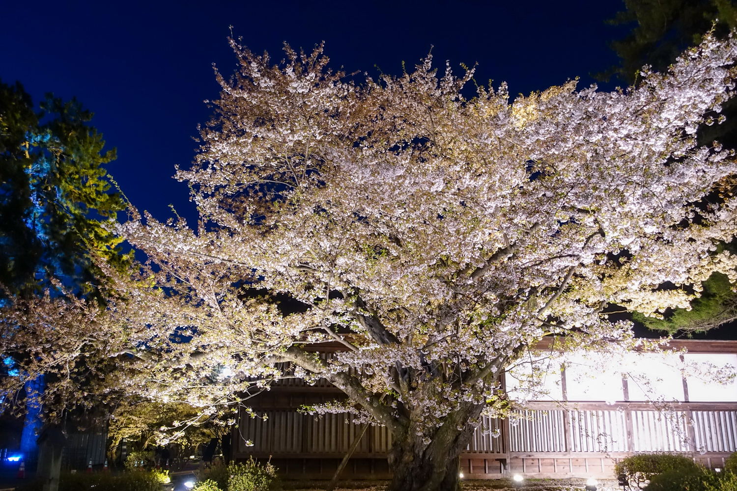 2021年弘前さくらまつり 夜桜の様子