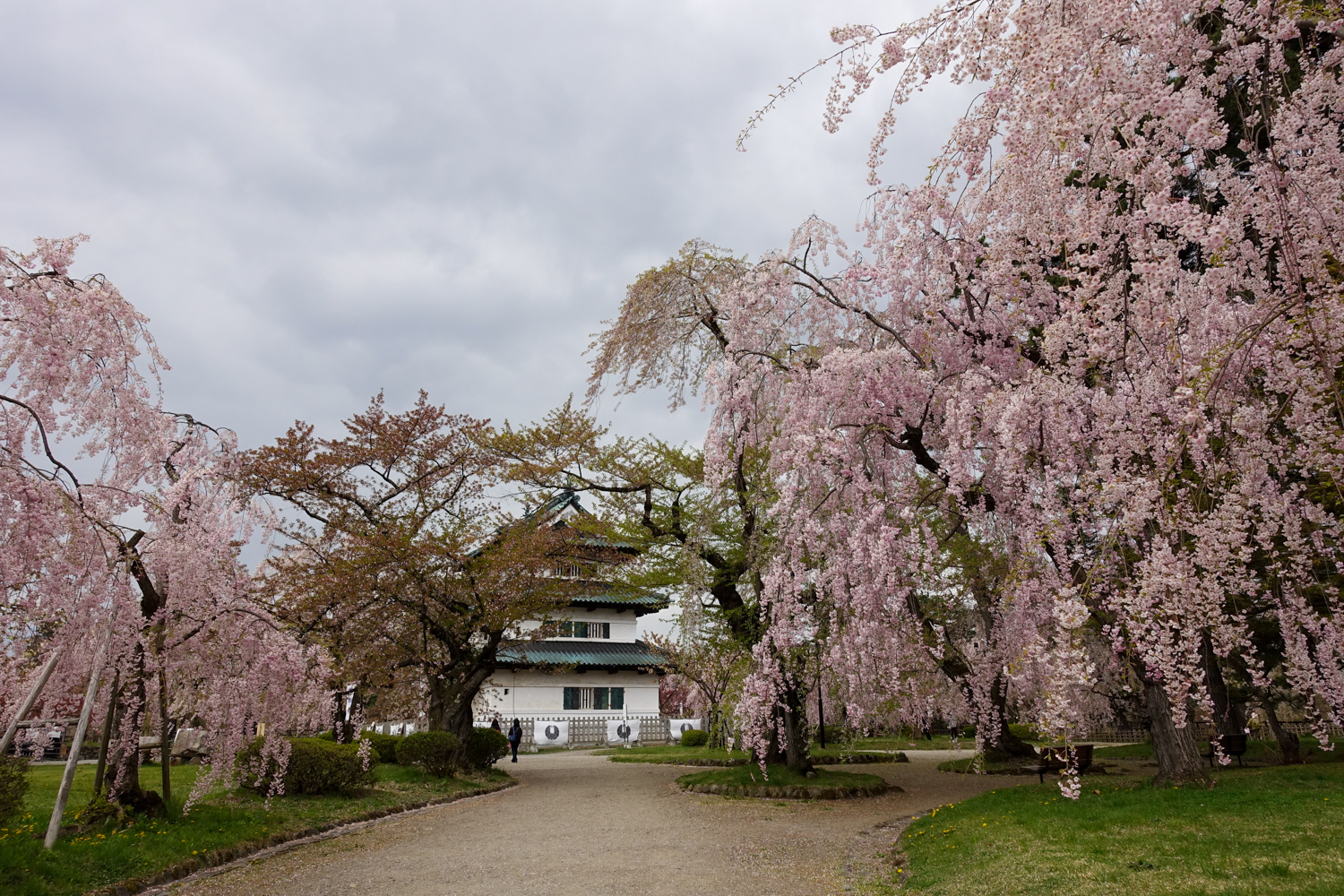 (2021年4月28日撮影)弘前公園　桜