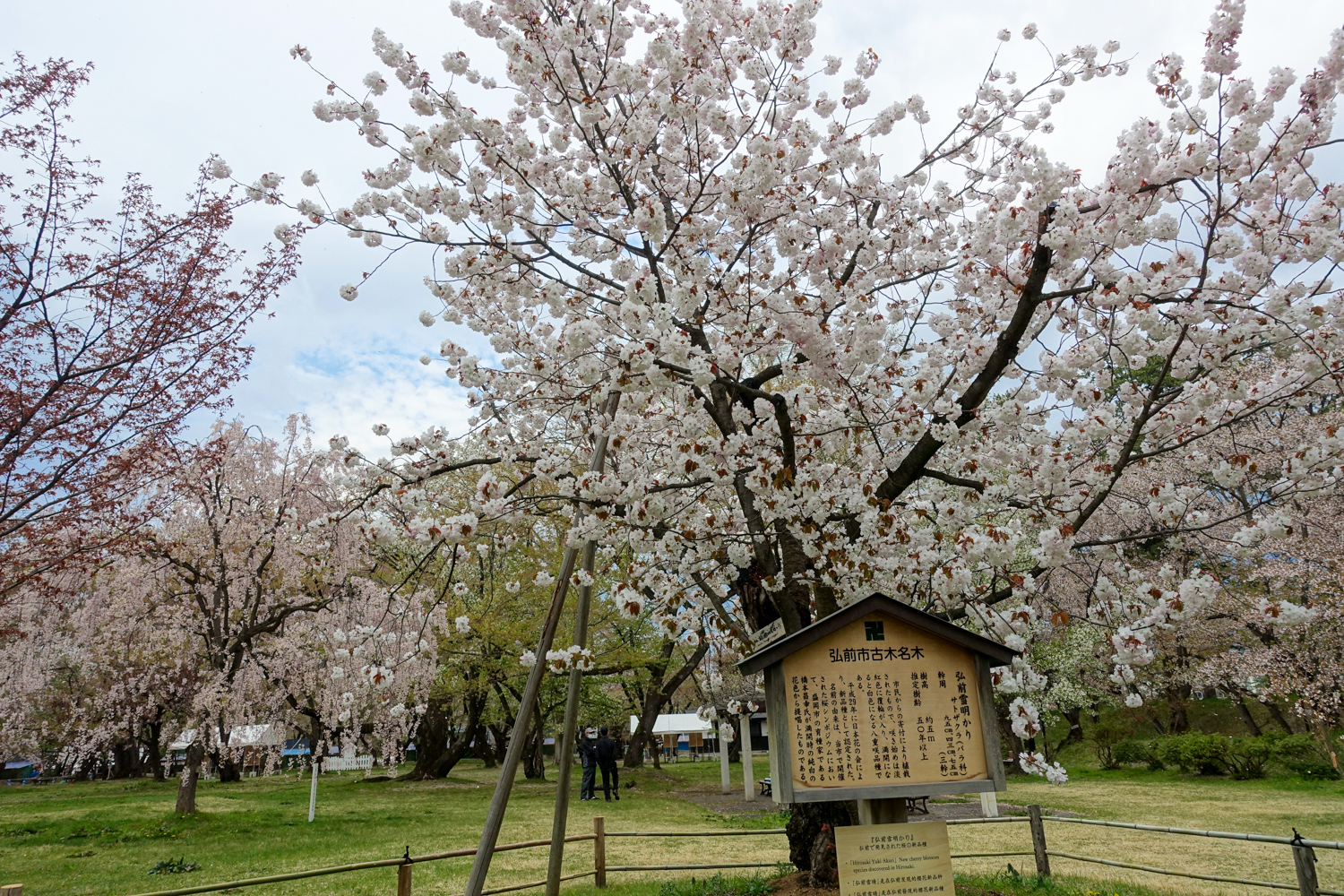 (2021年4月28日撮影)弘前公園　桜