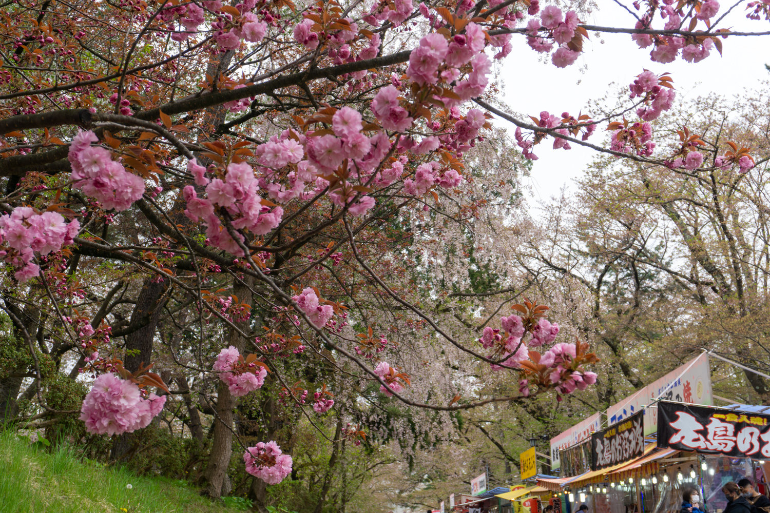 (2021年4月29日撮影)弘前公園　桜