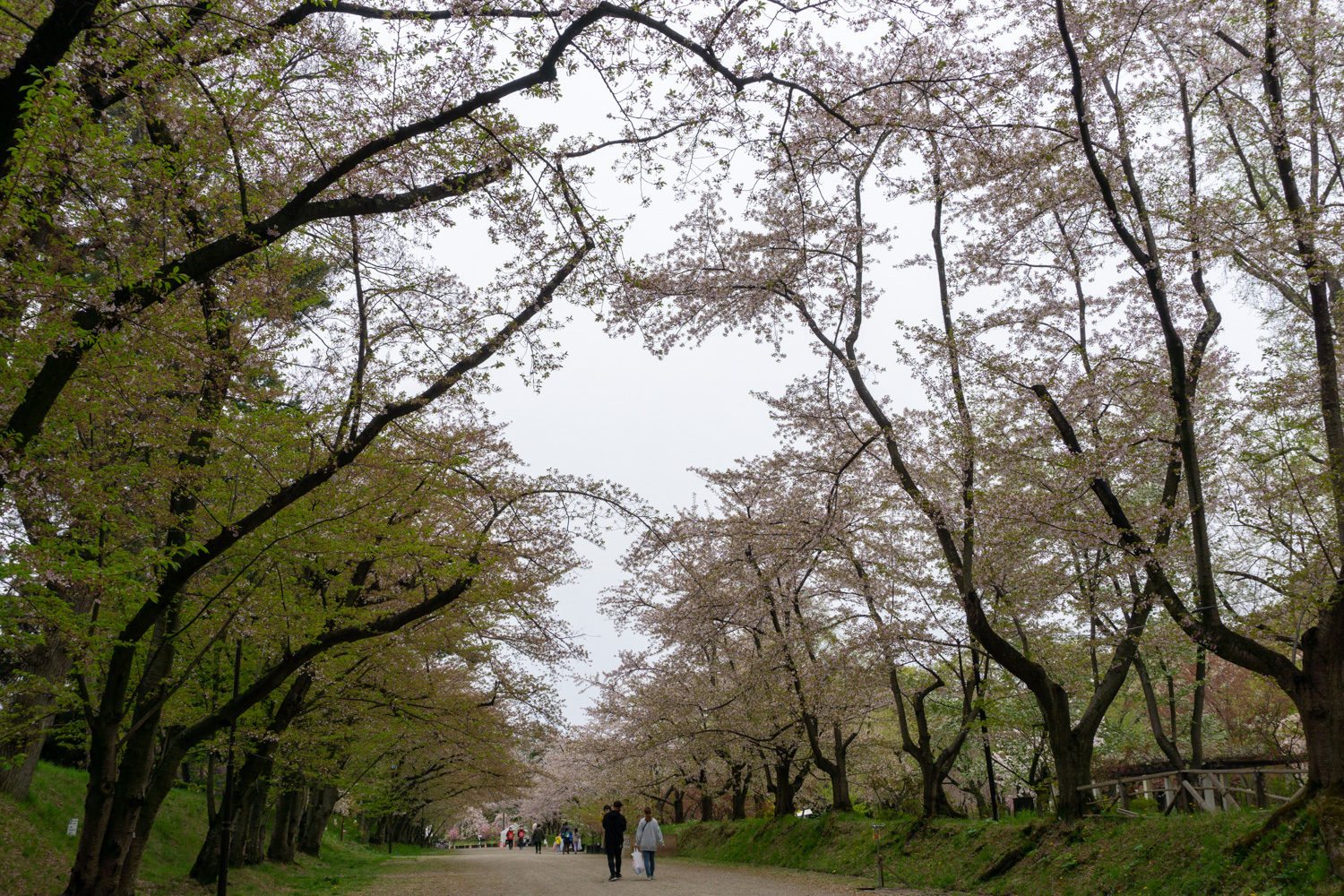 (2021年4月29日撮影)弘前公園　桜