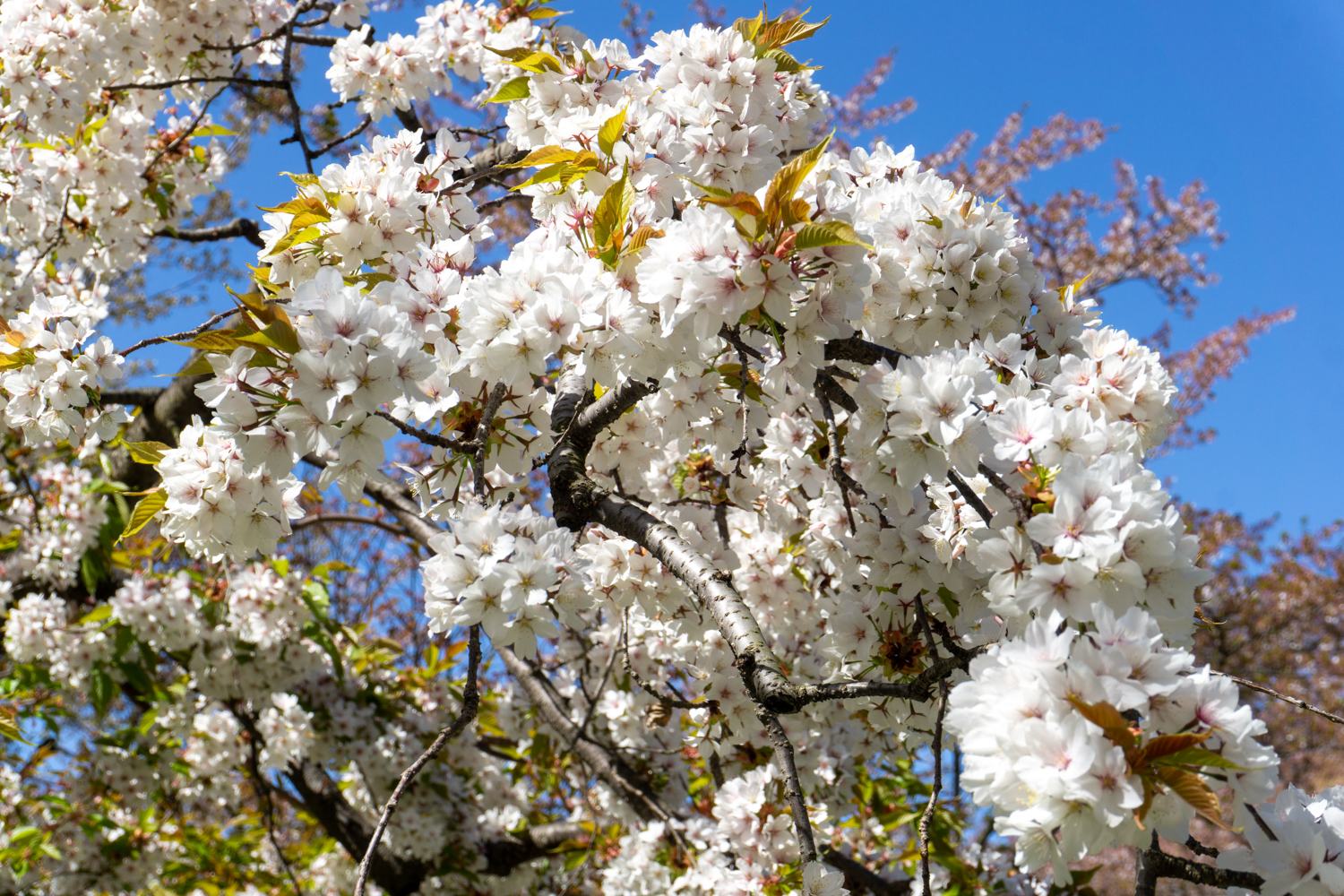 (2021年4月26日撮影)弘前公園　桜