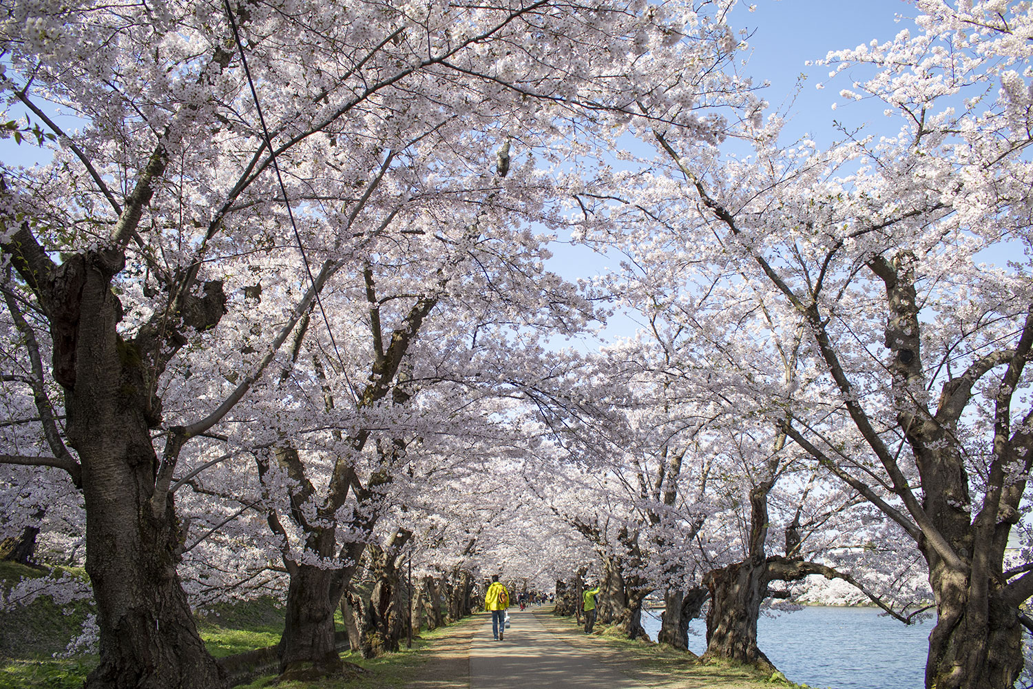 (2021年4月20日撮影)弘前公園 桜