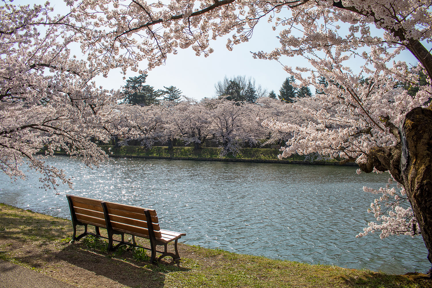 (2021年4月20日撮影)弘前公園　桜