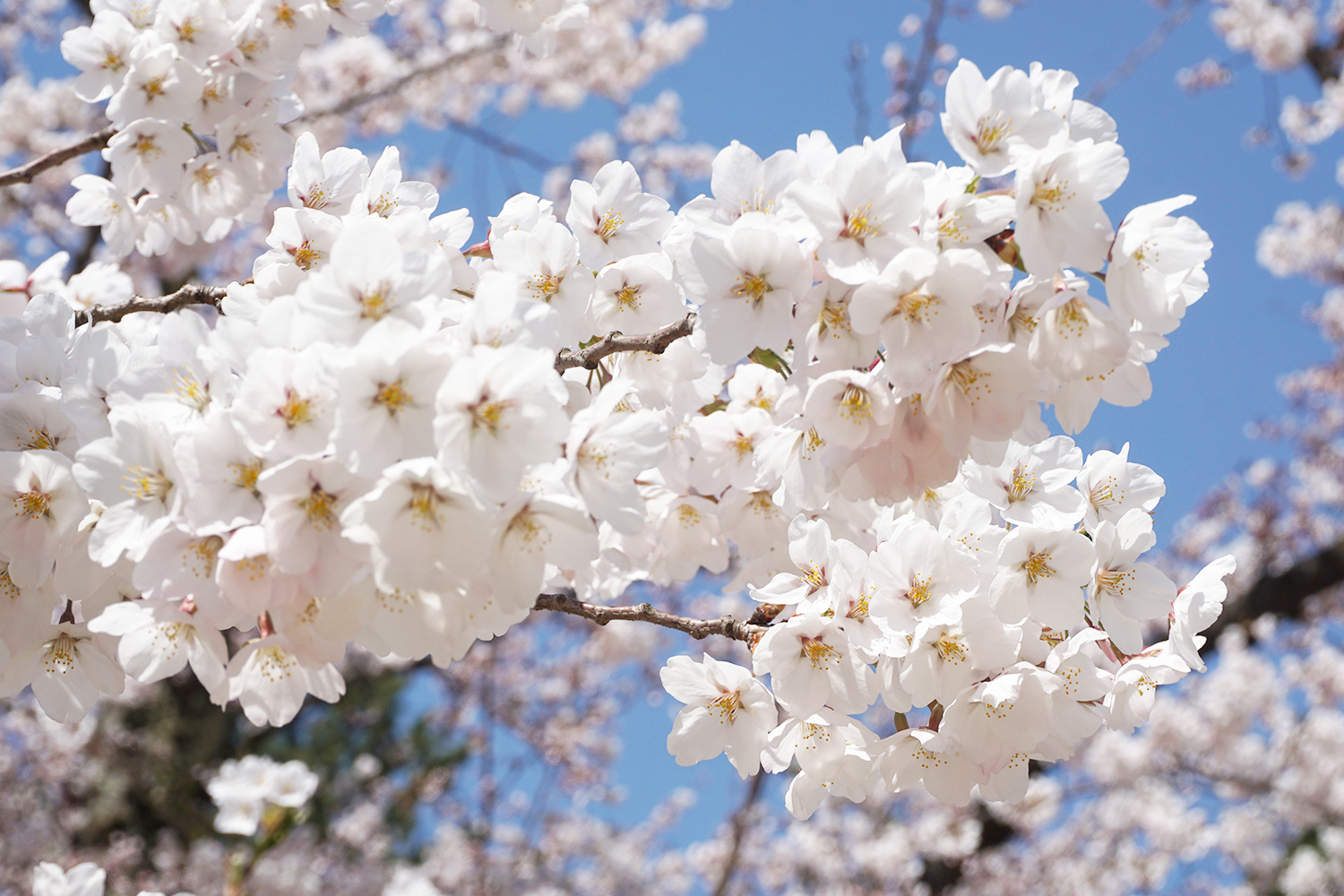 弘前方式で管理されているもこもこの桜
