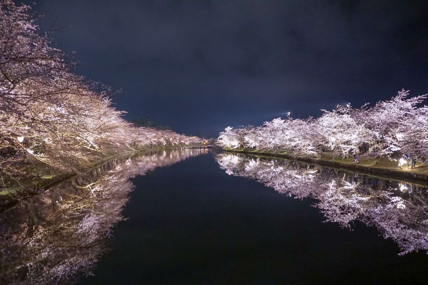 夜　ライトアップされた桜を楽しむ