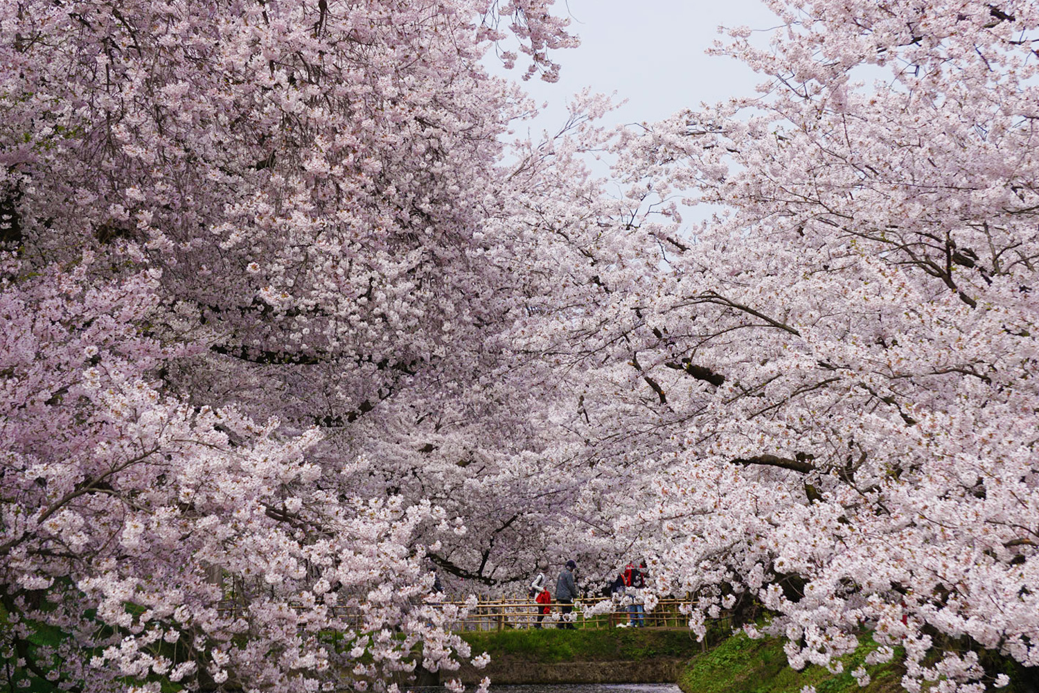 日本一と称される弘前公園の桜