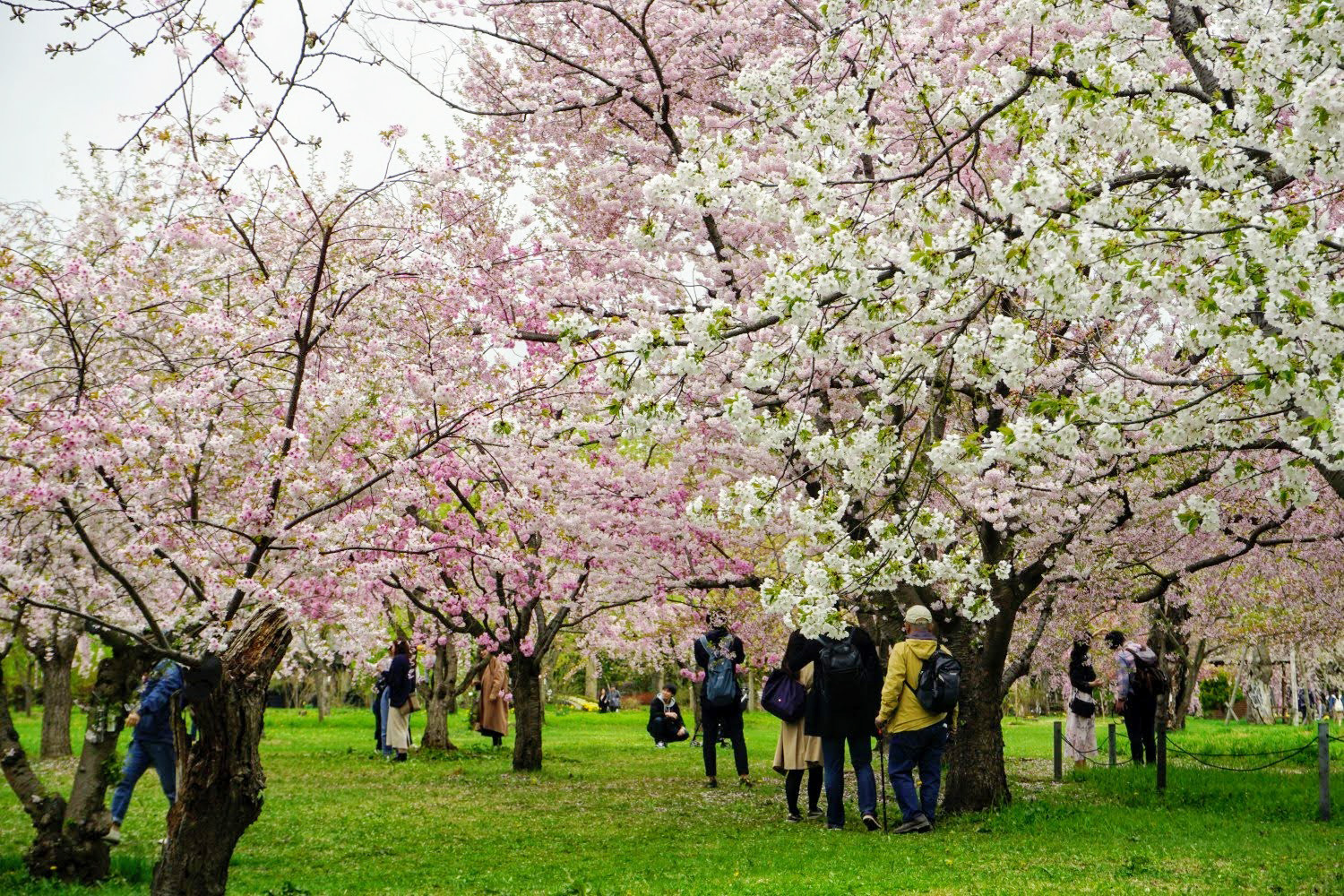 弘前城植物園の桜エリア