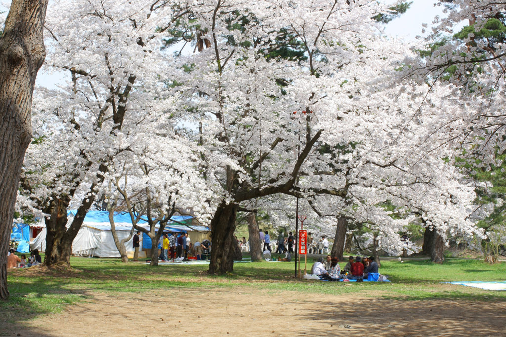 弘前桜 駐車場 – 弘前さくらまつり | 弘前公園(弘前城)へのアクセス – COVYEI